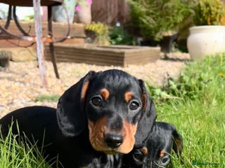 Miniature Dachshund dogs Miniature Short Hair Dacshund - Advert 16