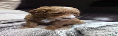 Cockapoo 1