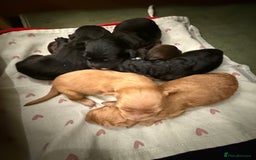 Mixed Breed dogs for sale: Australian Labradoodle Pups. READY 30th October  - Image 17