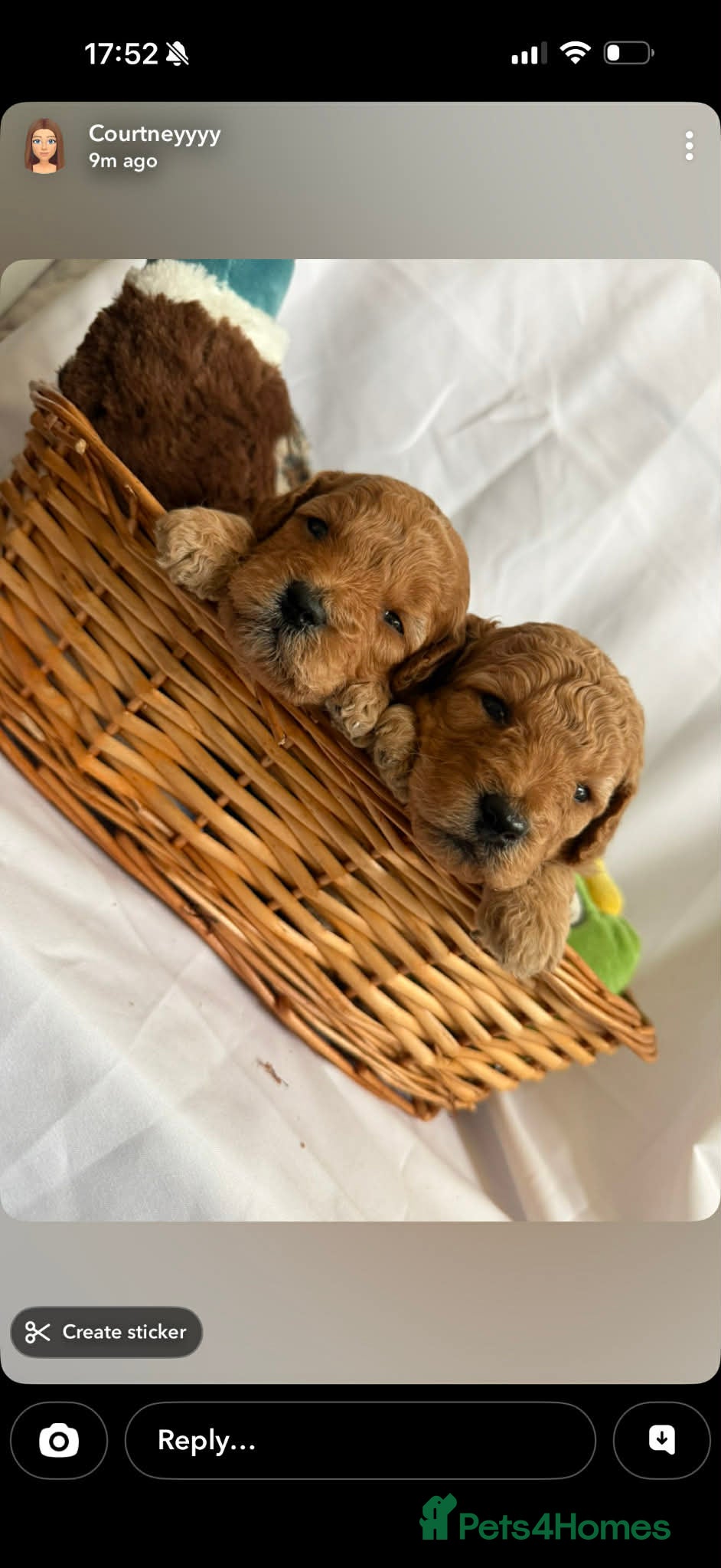 Cockapoo dogs Exceptional miniature cockapoo puppies 😍 - Advert 2