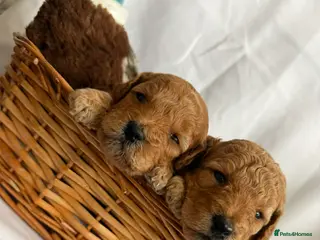 Cockapoo dogs Exceptional miniature cockapoo puppies 😍 - Advert 2
