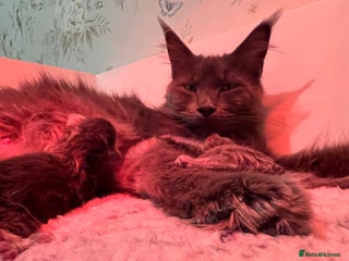 Maine Coon cats Maine coon kitten for sale - Advert 3