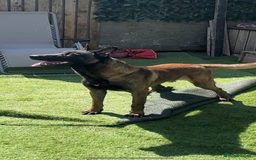 Cocker Spaniel dogs for sale: 3 beautiful dogs looking for new home  - Image 3