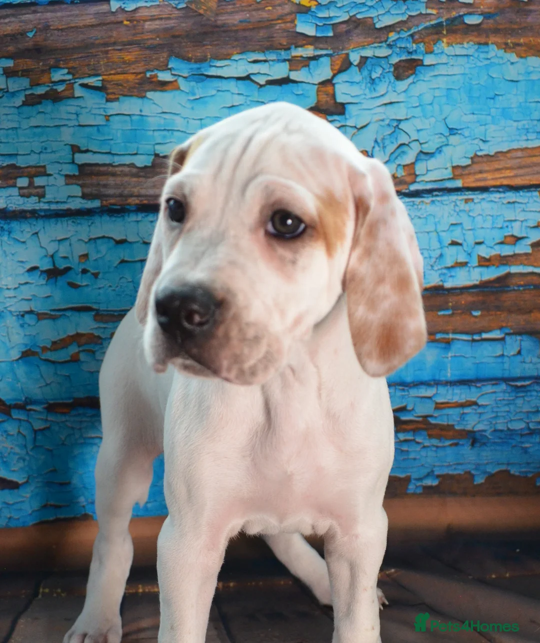 Pointer dogs for sale: Quality Pointer puppies - Advert 21