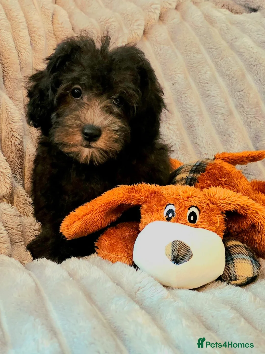 Chipoo dogs for sale: BLUE/SILVER CHIPOO x TOY POODLE PUPS - Advert 1