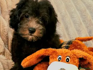 Chipoo dogs BLUE/SILVER CHIPOO x TOY POODLE PUPS - Advert 6