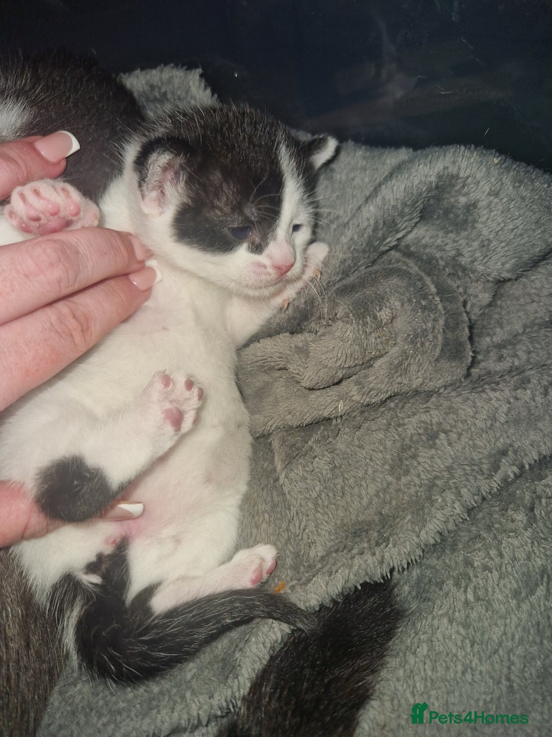 British Shorthair cats for sale: Two females  - Image 3