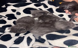 Ragdoll cats for sale: 5 Ragdoll cross babies available  - Image 5