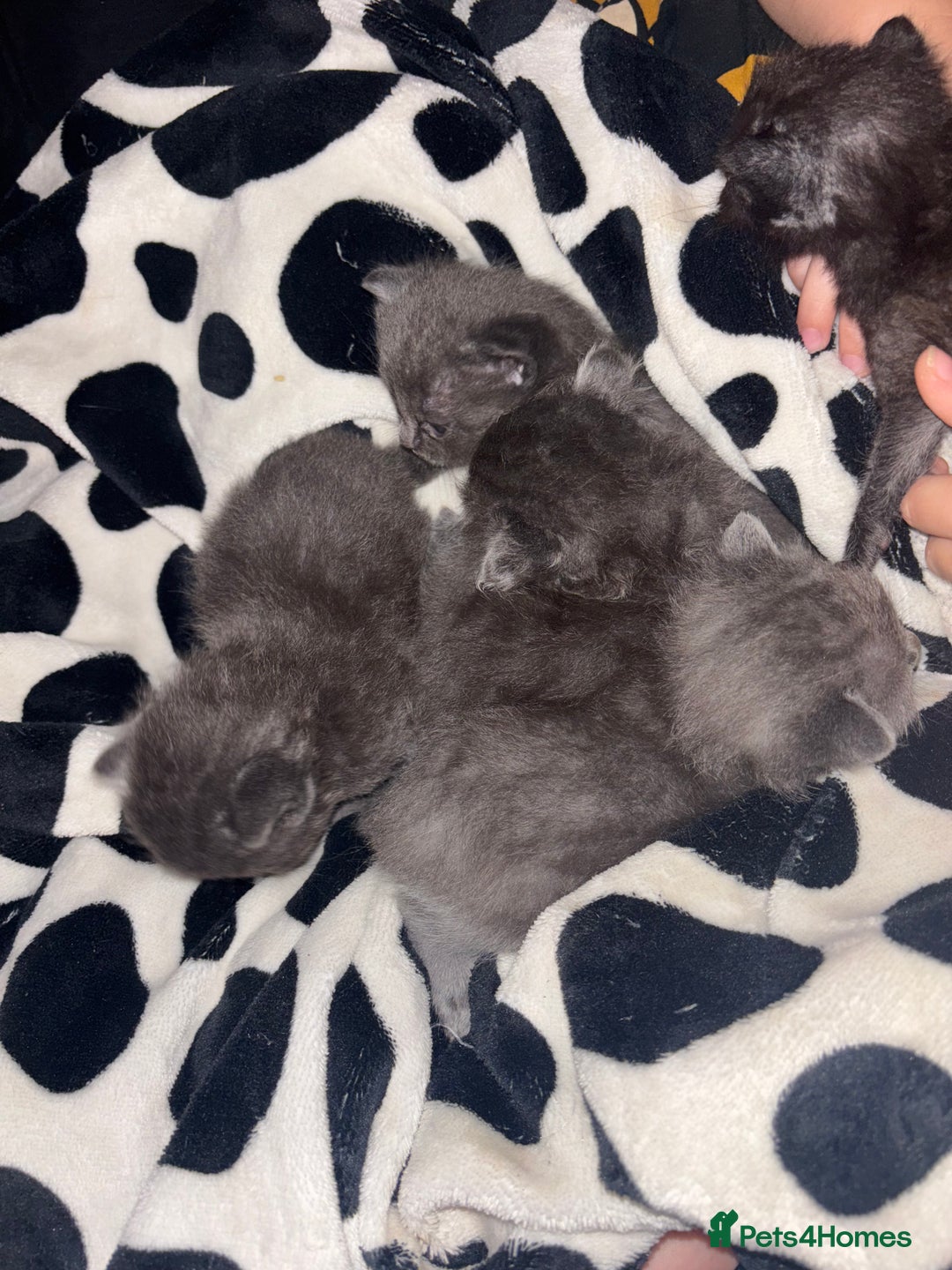Ragdoll cats for sale: 5 Ragdoll cross babies available  - Image 5