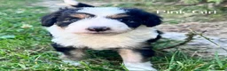Mixed Breed dogs for sale: Lassie/Border Collie X Toy Poodle puppies - Advert 11