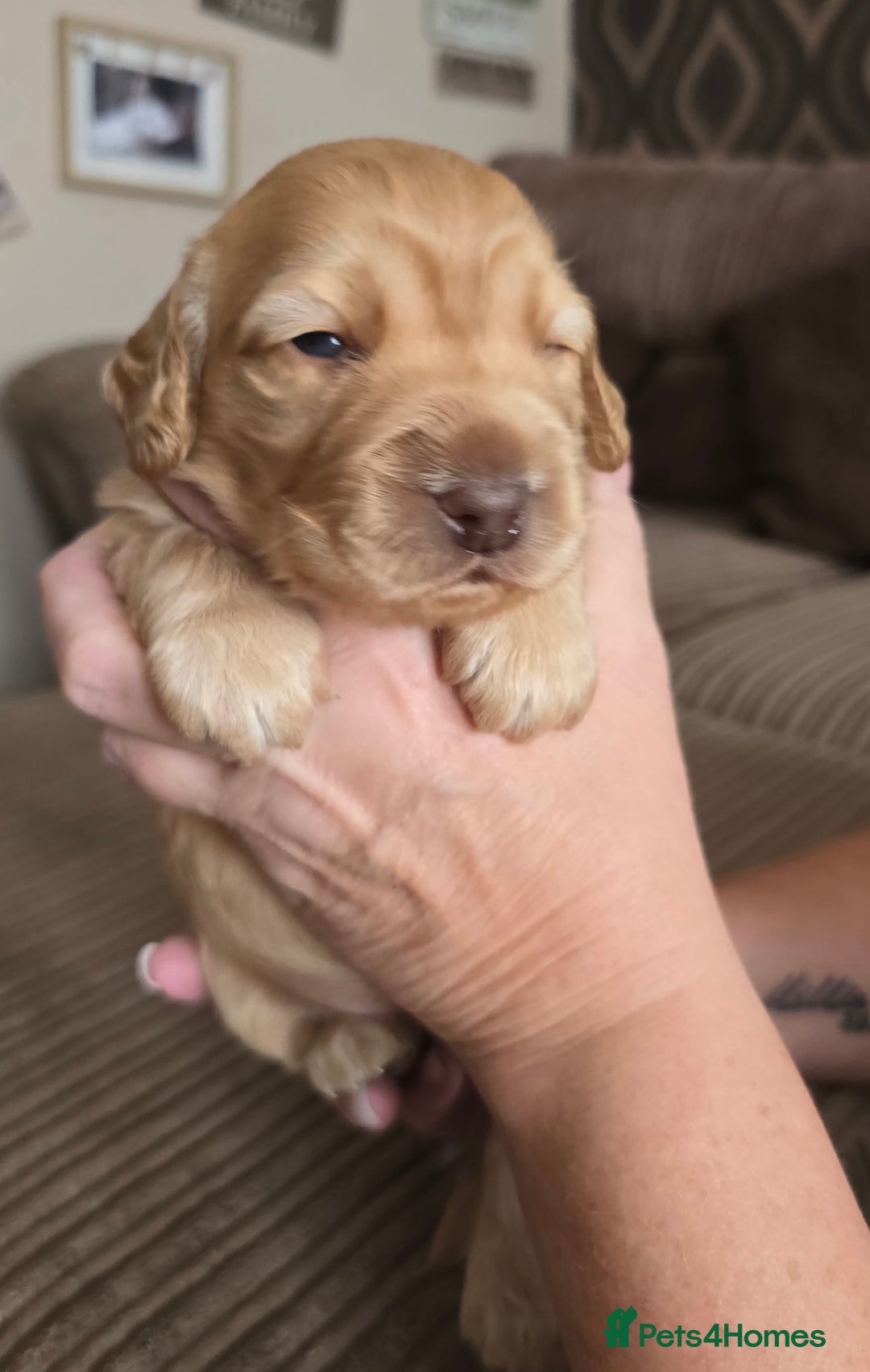 Cockapoo dogs for sale: Female cockapoo cream/beige - Image 10