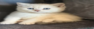 British Shorthair Kitten 2
