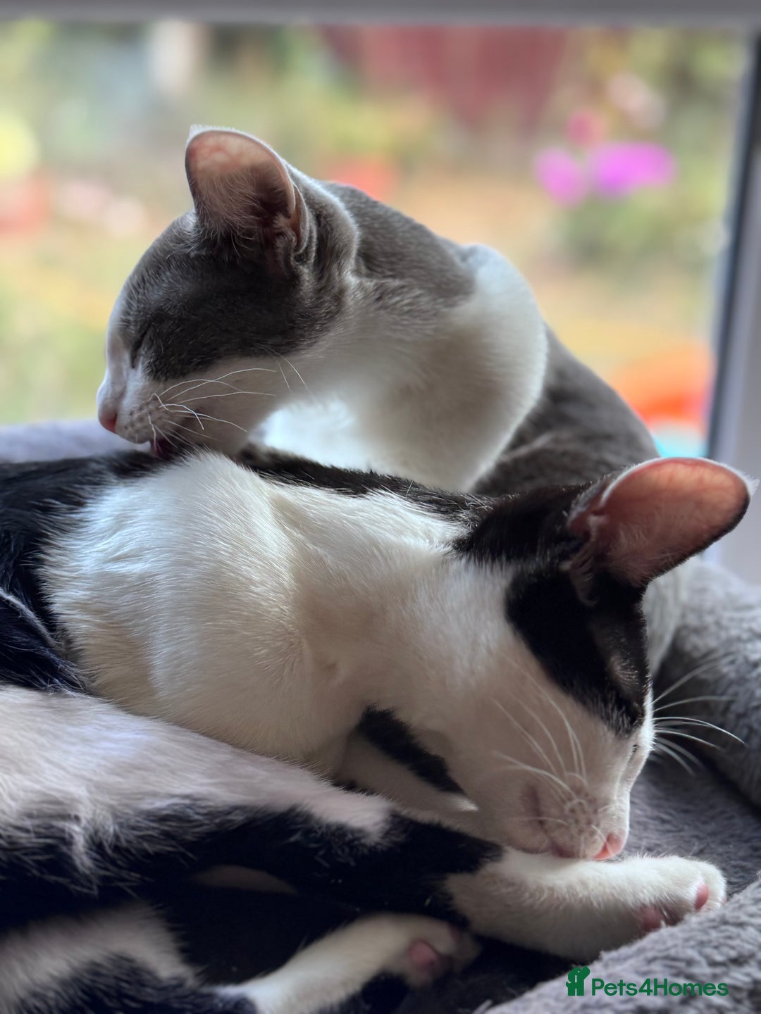 Oriental cats for sale: Ready now! Oriental shorthair kittens mix - Image 9