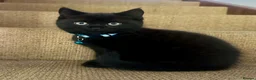 Mixed Breed cats for sale: Beautiful male kitten available  - Advert 1