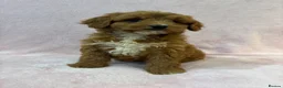 Cockapoo dogs for sale: Stunning F1 cockapoo puppies ready now  in Gainsborough - Advert 5