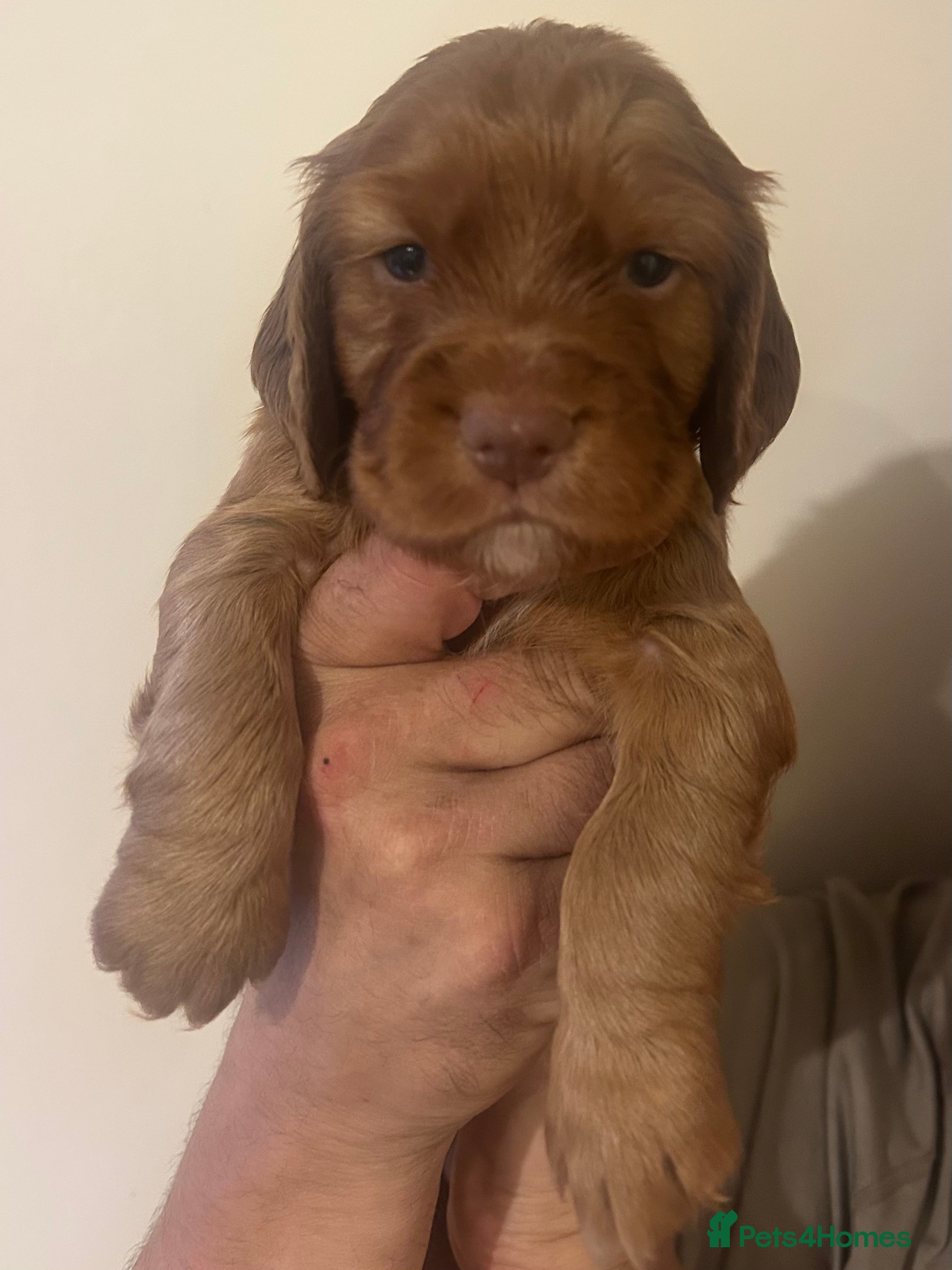 Cocker Spaniel dogs Red Working Cocker Spaniels - Advert 2