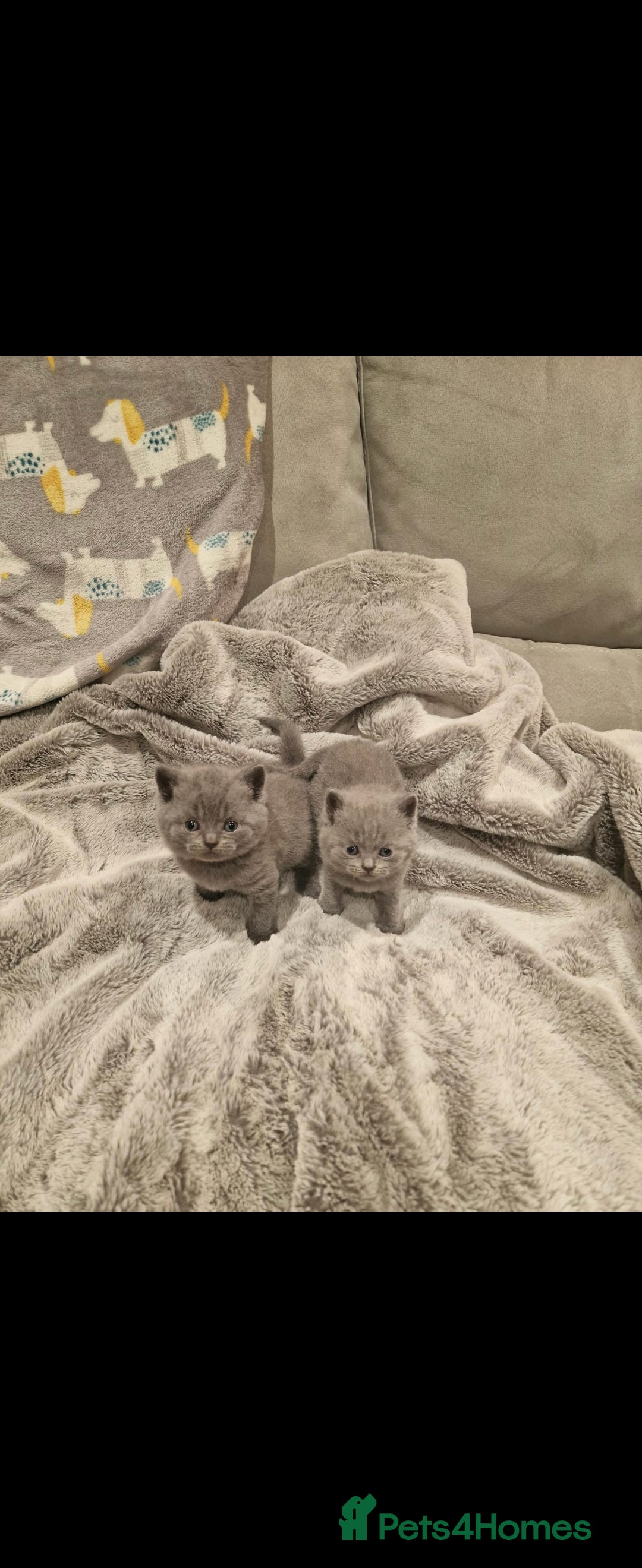 British Shorthair cats for sale: ✨️stunning brittish Shorthair kittens✨️ - Advert 8