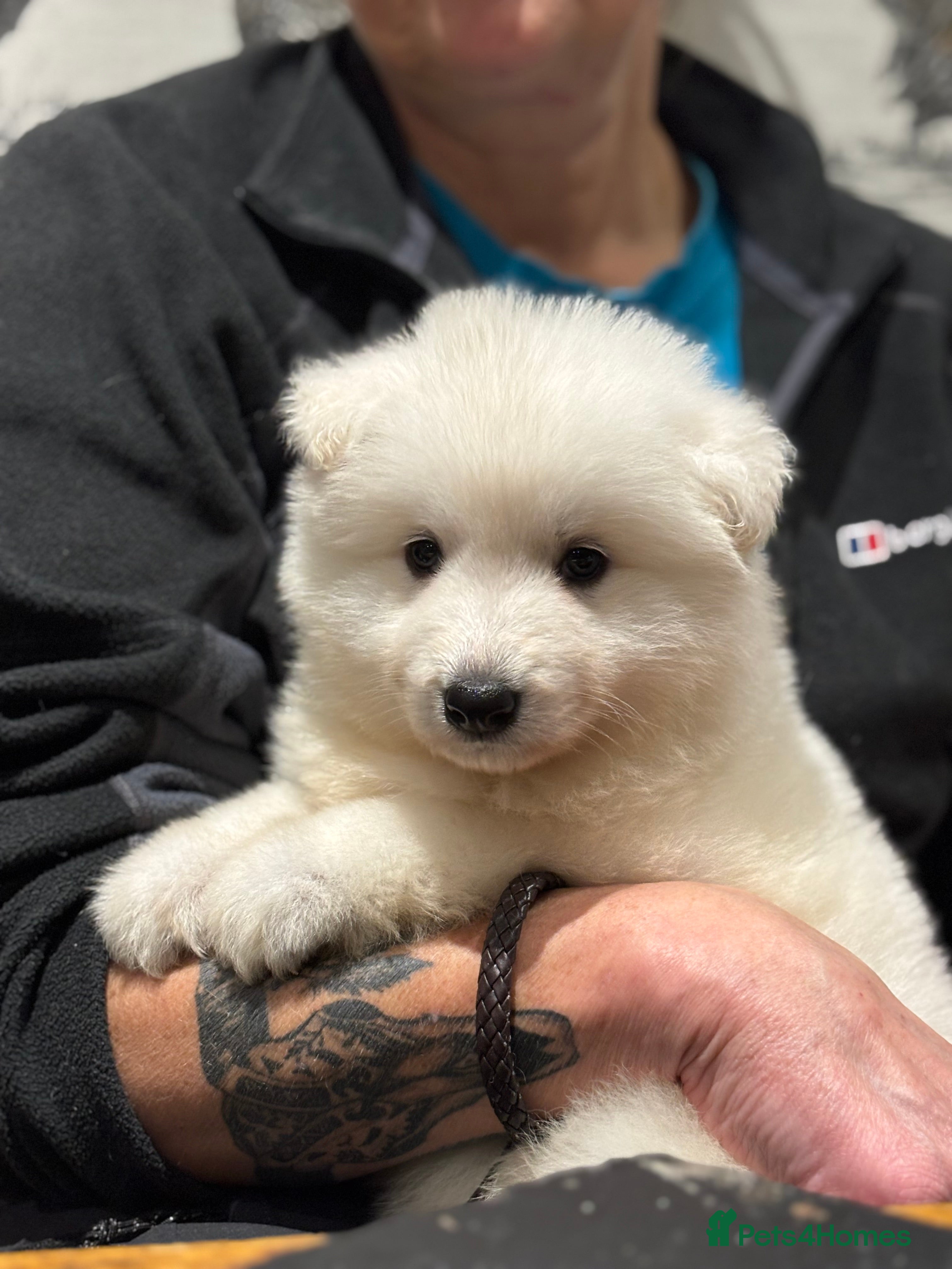 White Swiss Shepherd dogs Stunning White Swiss Shepherd pups - Advert 1