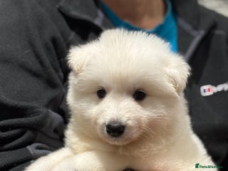 White Swiss Shepherd dogs Stunning White Swiss Shepherd pups - Advert 3