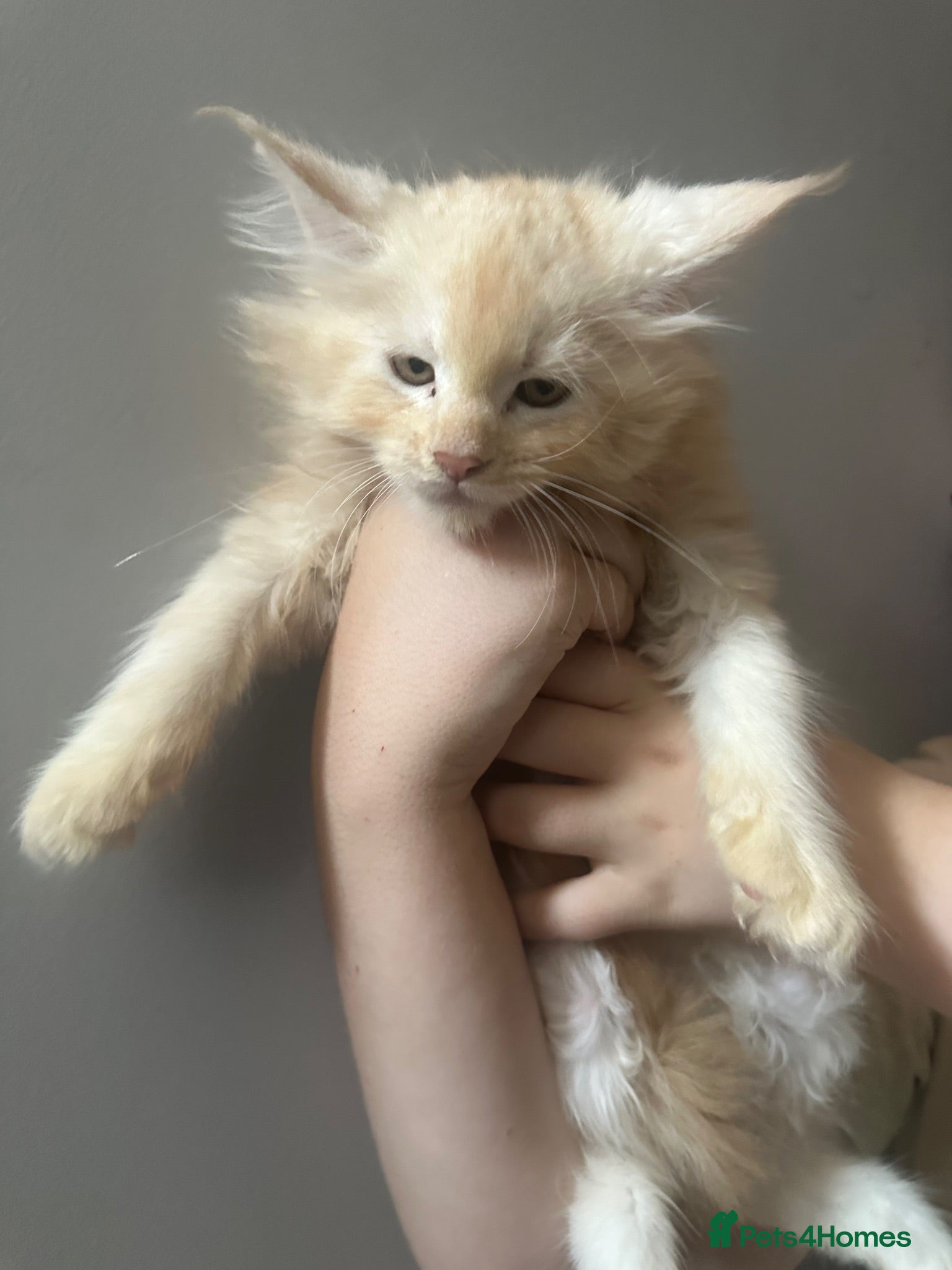 Maine Coon cats TICA Maine Coon Smoke/Silver kittens  - Advert 2