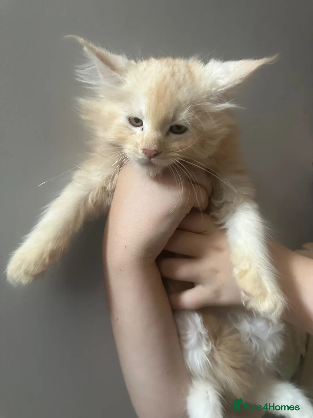 Maine Coon cats for sale: TICA Maine Coon Smoke/Silver kittens  - Advert 2