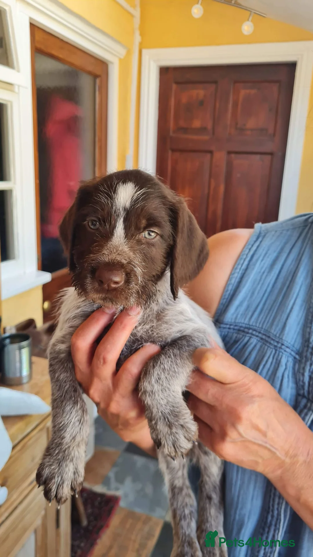 German Wirehaired Pointer dogs for sale: German Wire Haired Pointers - Advert 2