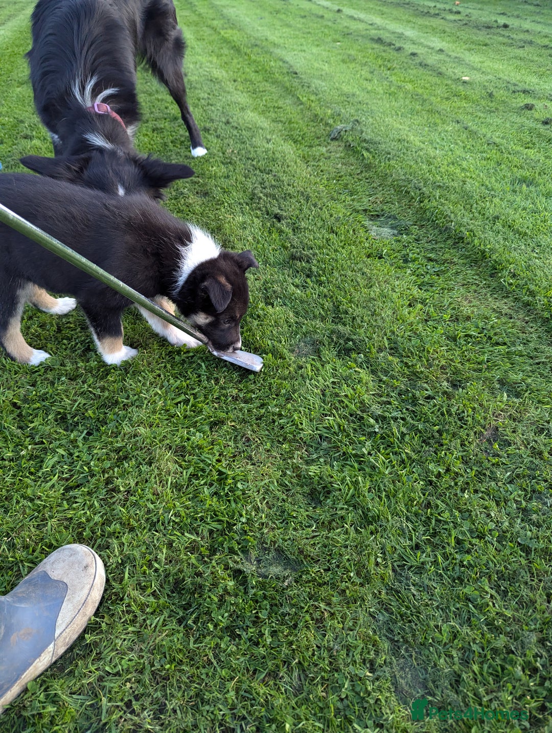 Border Collie dogs for sale: 5 Beautiful Working Border Collie Pups - Image 21