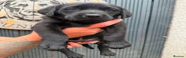 Labrador Retriever 4