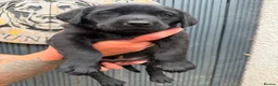 Labrador Retriever dogs for sale: Working  Labrador puppy’s  - Advert 7