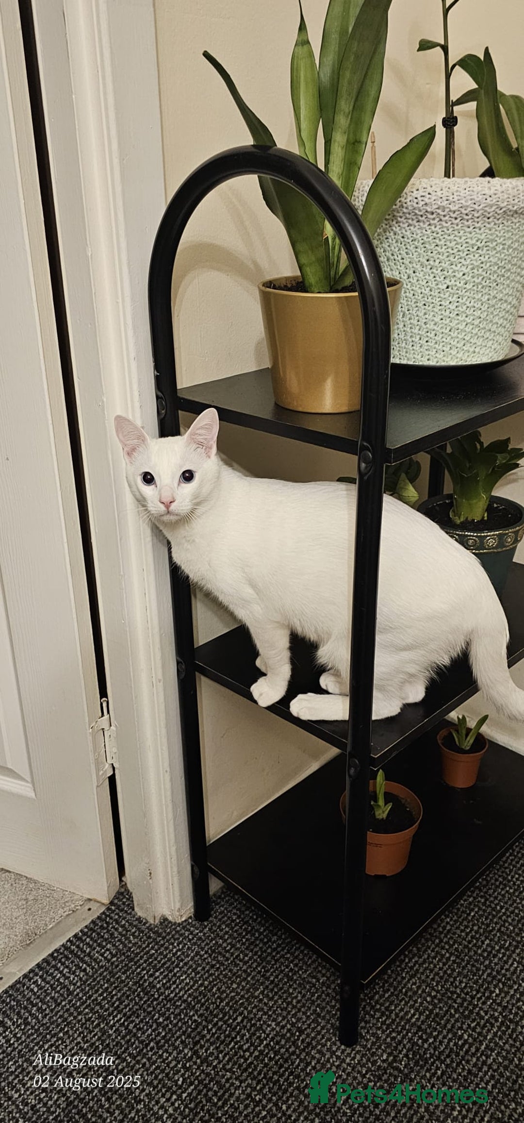 Ragdoll cats for sale: Glasgow G52 2jy - Image 4
