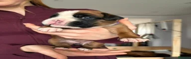 Boxer Puppy 4
