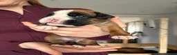 Boxer dogs for sale: Beautiful, KC registerd boxer puppies for sale in Canvey Island - Advert 21