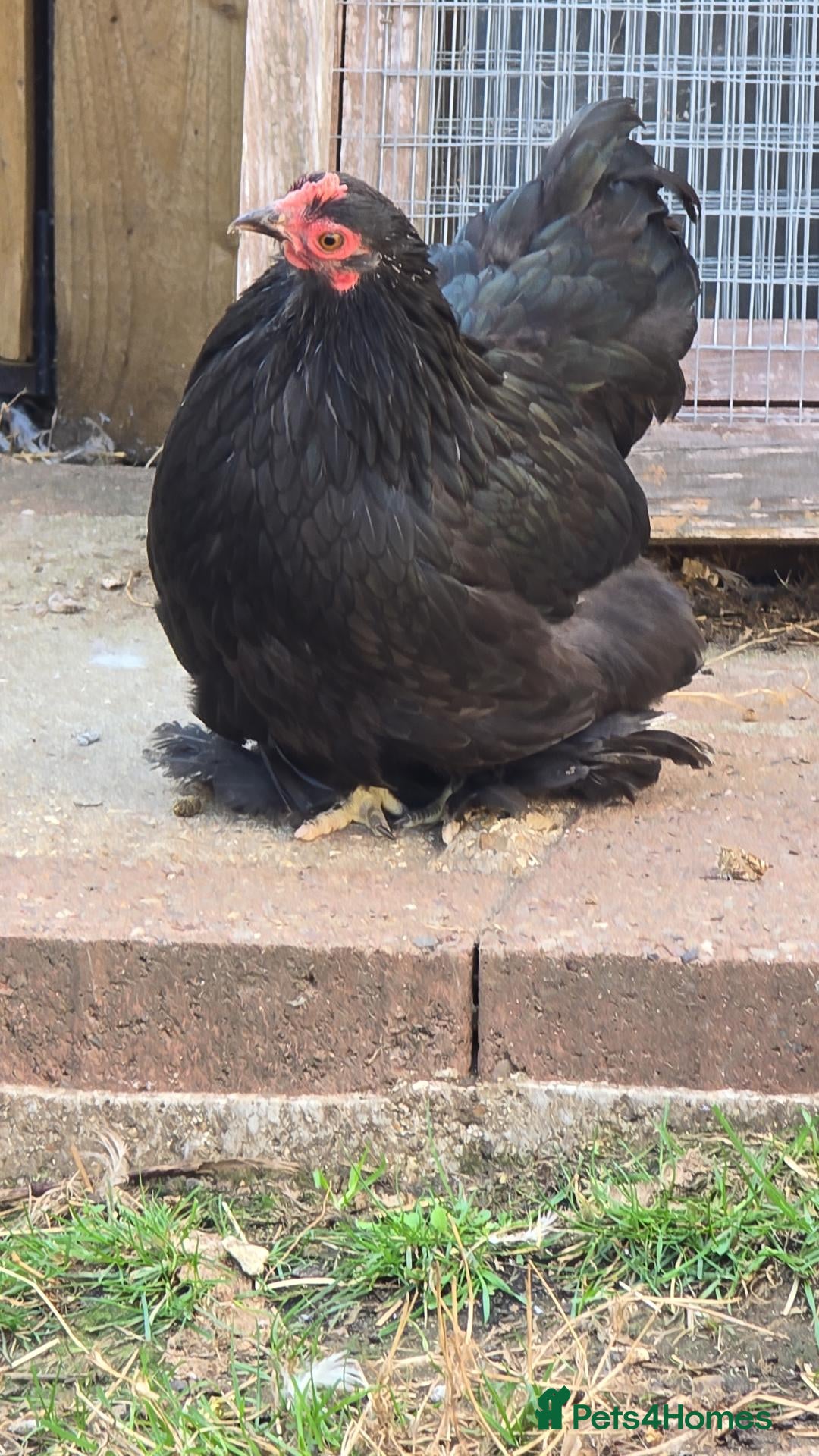 Chickens poultry Pekin Bantam pullets - Advert 12