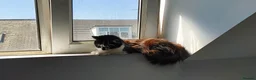 Devon Rex cats for sale: Miss baby in Leeds - Advert 3