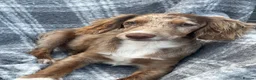 Cocker Spaniel dogs for sale: 6 Beautiful Cocker Spaniel puppies  - Advert 5