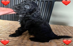 Cockapoo dogs for sale: Adorable Cockapoo Puppies  - Image 3