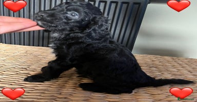 Cockapoo dogs - Advert 13