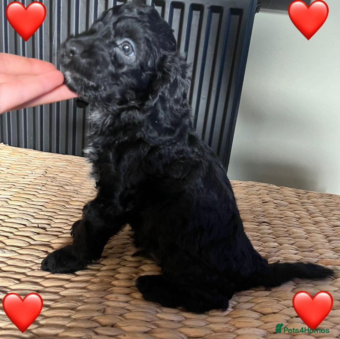 Cockapoo dogs for sale: Adorable Cockapoo Puppies  - Image 3