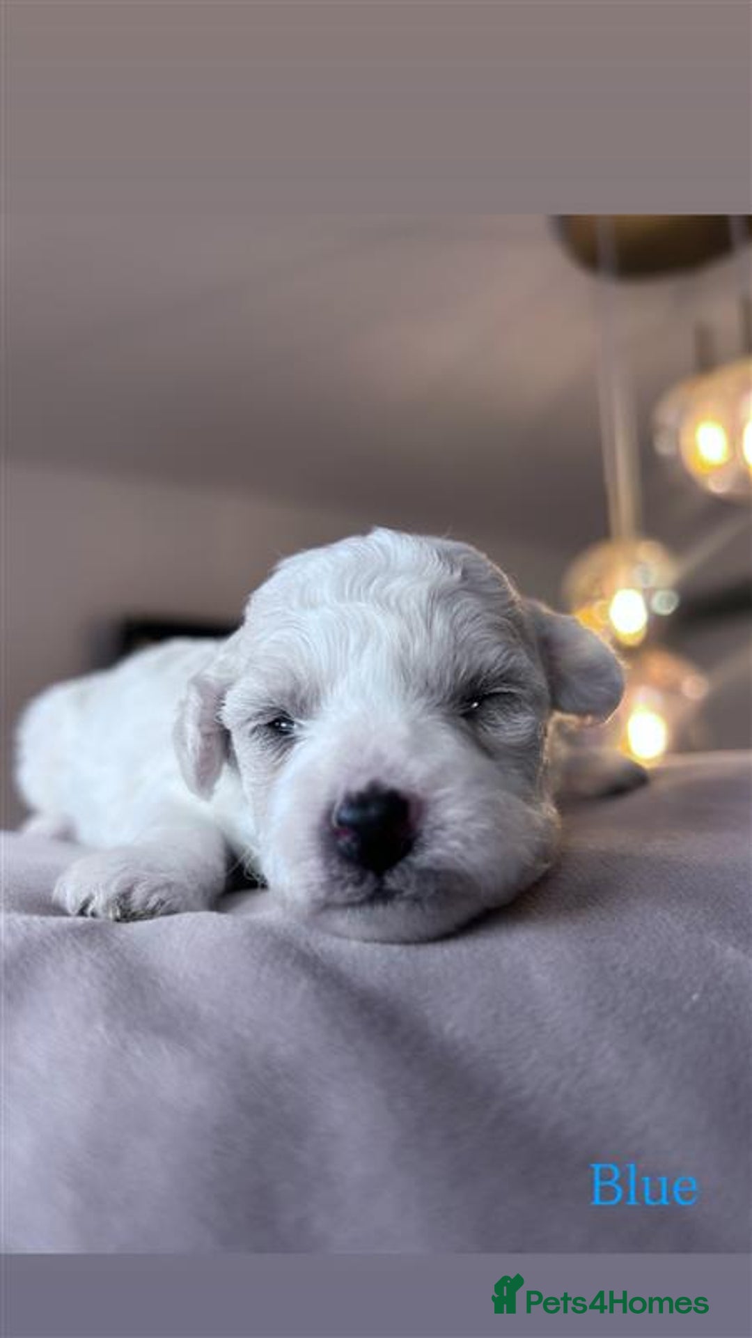 Bichon Frise dogs for sale: Bichon Frise - Image 5
