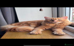 Mixed Breed cats for sale: Ginger Male Ragdoll - Image 1