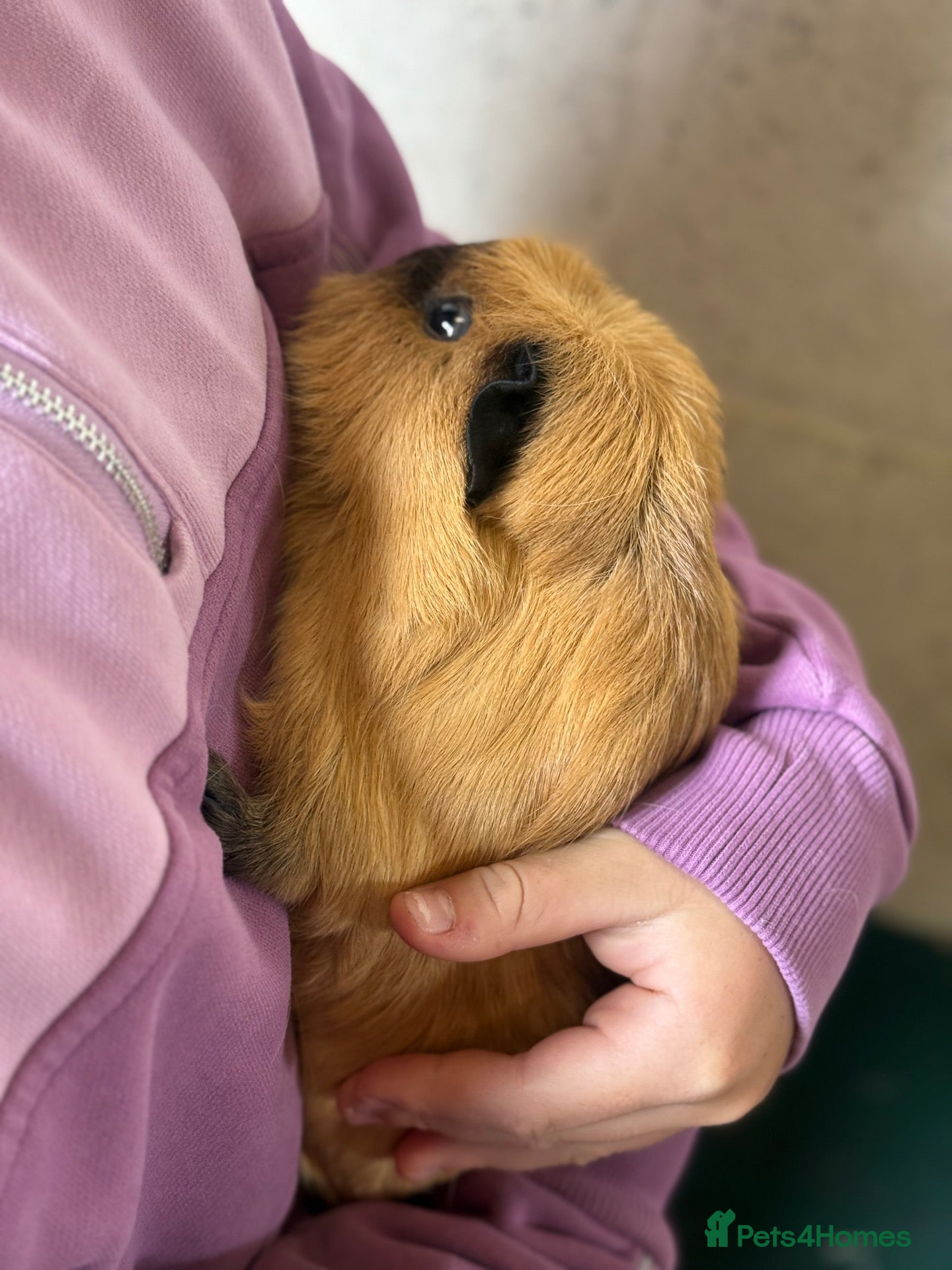 Guinea Pig rodents boar guinea pigs  - Advert 2