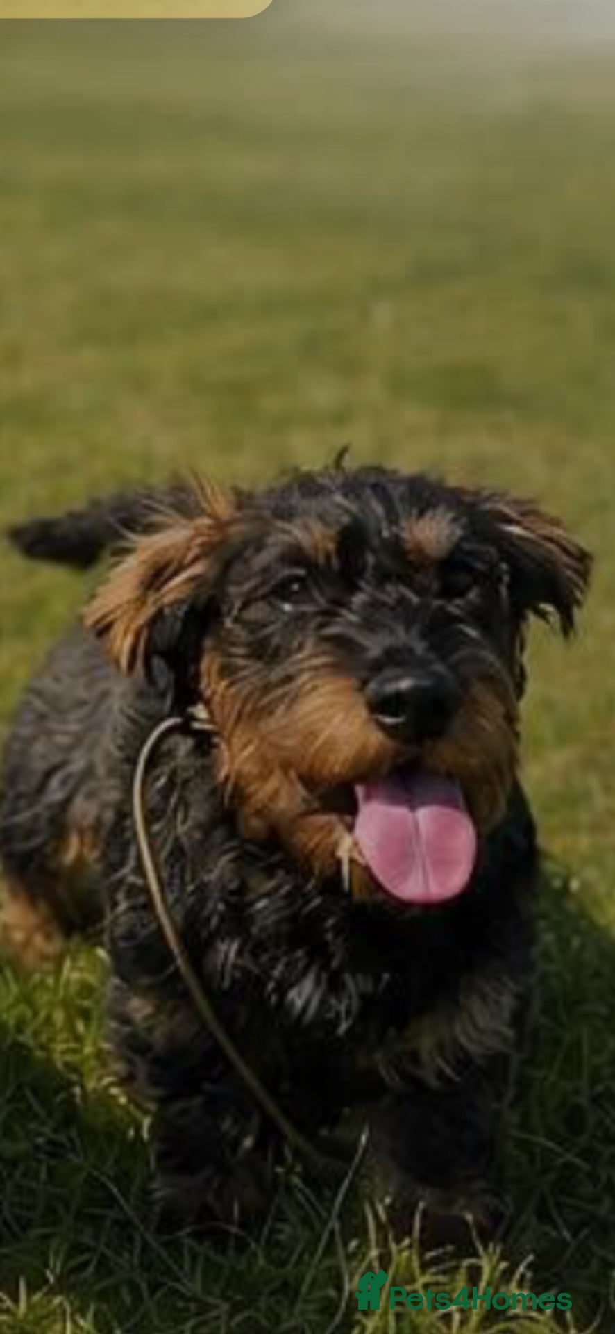 Dachshund dogs Wirehaired Dachshund  - Advert 11