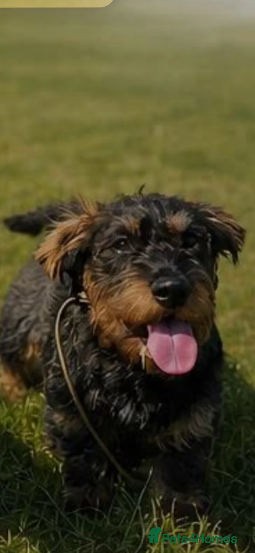Dachshund dogs for sale: Wirehaired Dachshund  in Chesterfield - Advert 1