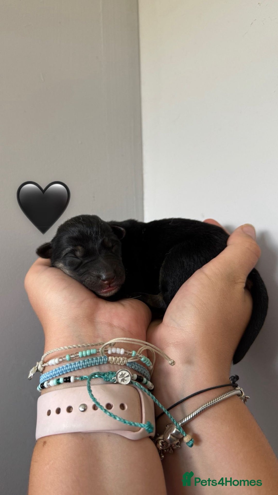 German Shepherd dogs for sale: Stunning German Shepherd/Utonagan Puppies  - Image 11