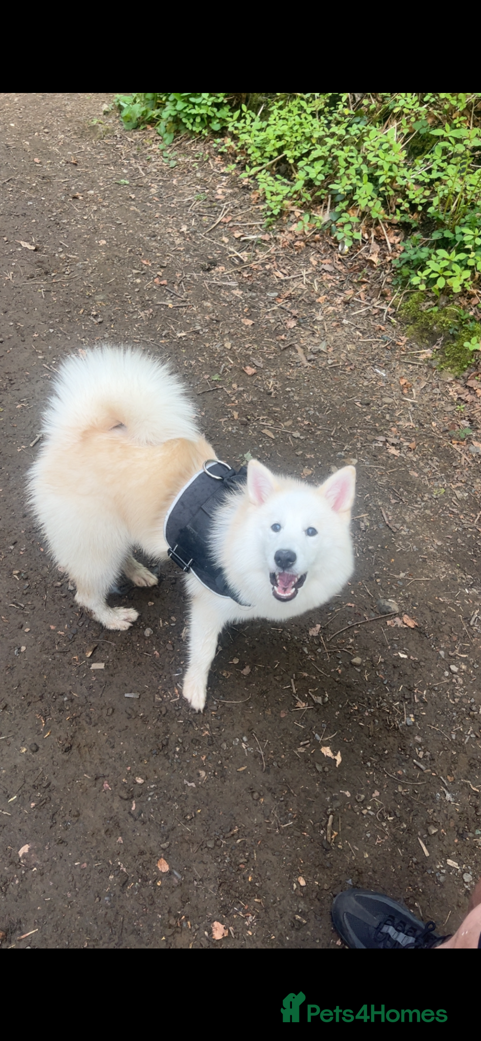 Pomsky dogs for sale: 8 month female pomski  - Advert 1