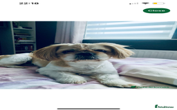 Shih Tzu dogs for sale: Shih tzu pups for sale  - Image 18