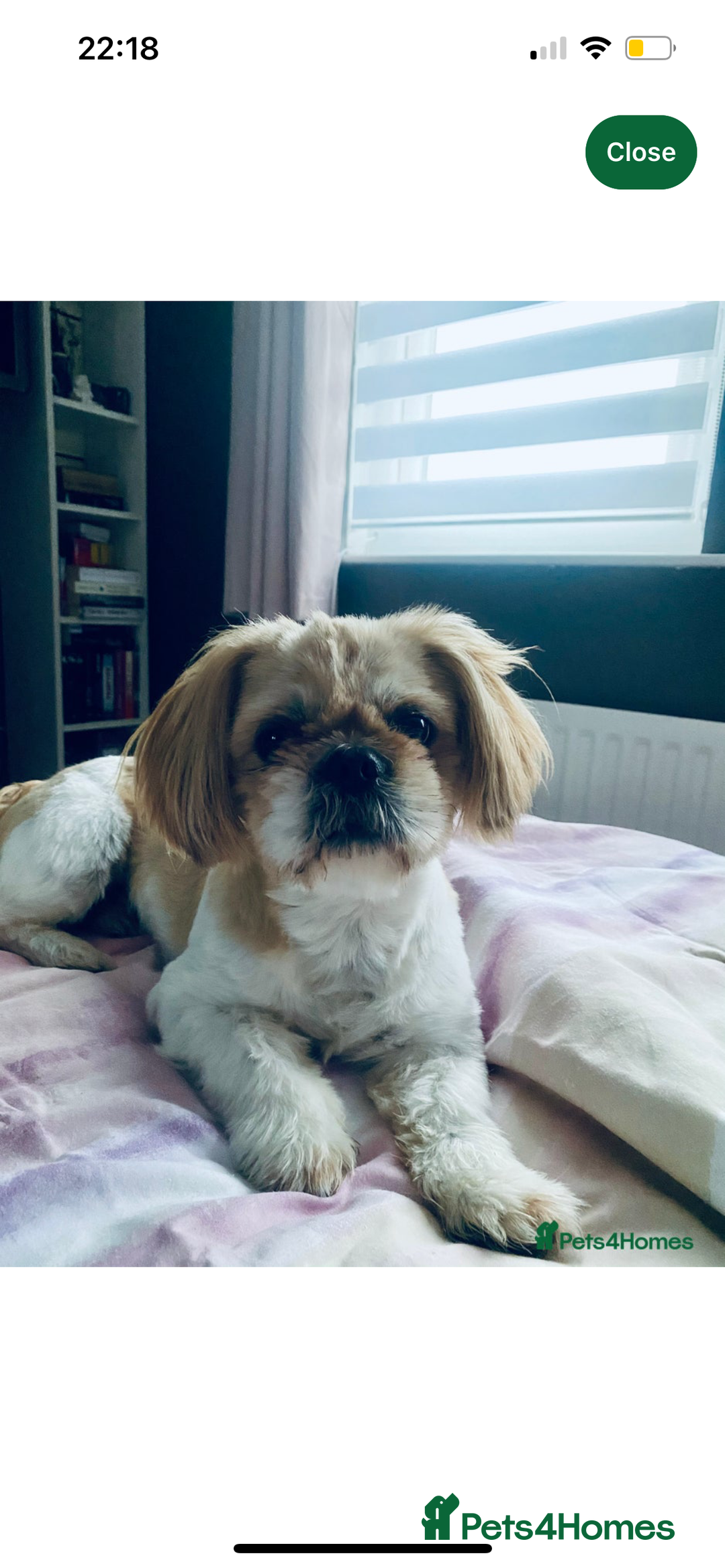 Shih Tzu dogs for sale: Shih tzu pups for sale  - Image 18