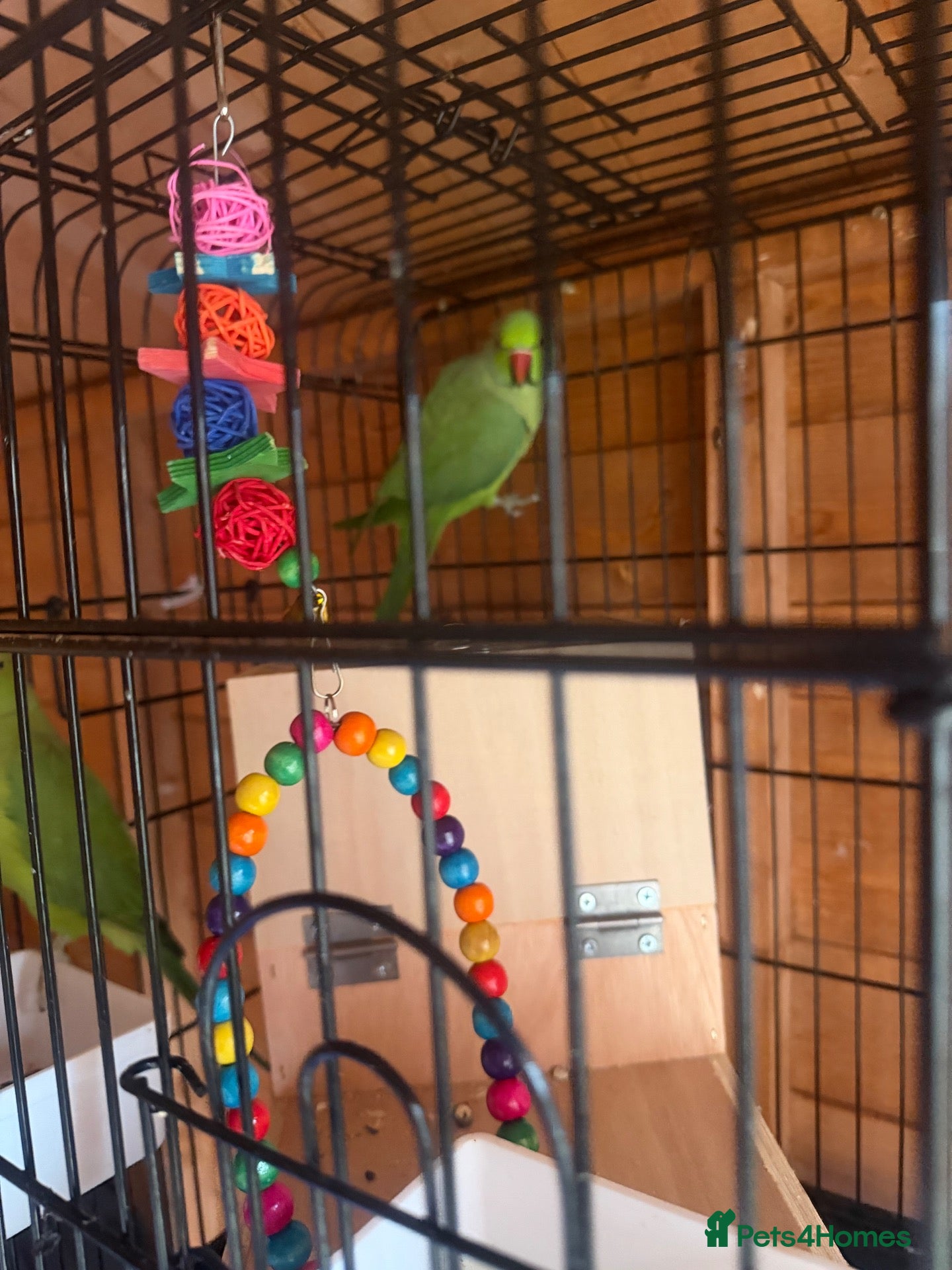 Ringnecks birds Rio & Frankie  - Advert 2
