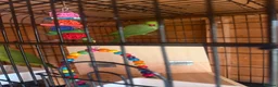 Ringnecks birds for sale: Rio & Frankie  in Tewkesbury - Advert 2