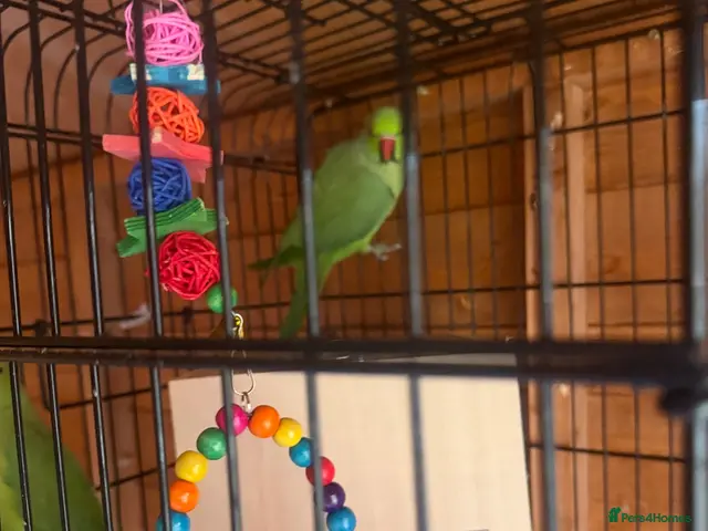 Ringnecks birds Rio & Frankie - Advert 2